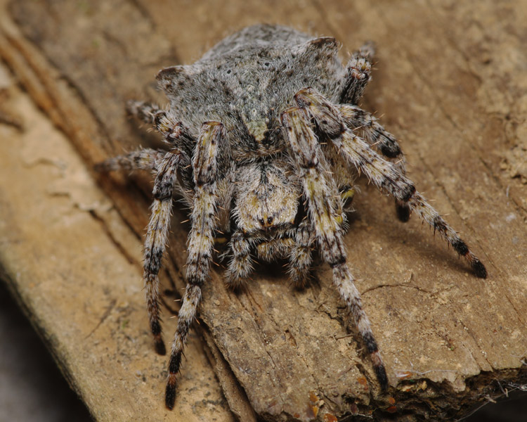 Araneus sp, Kroatien, 05.2011